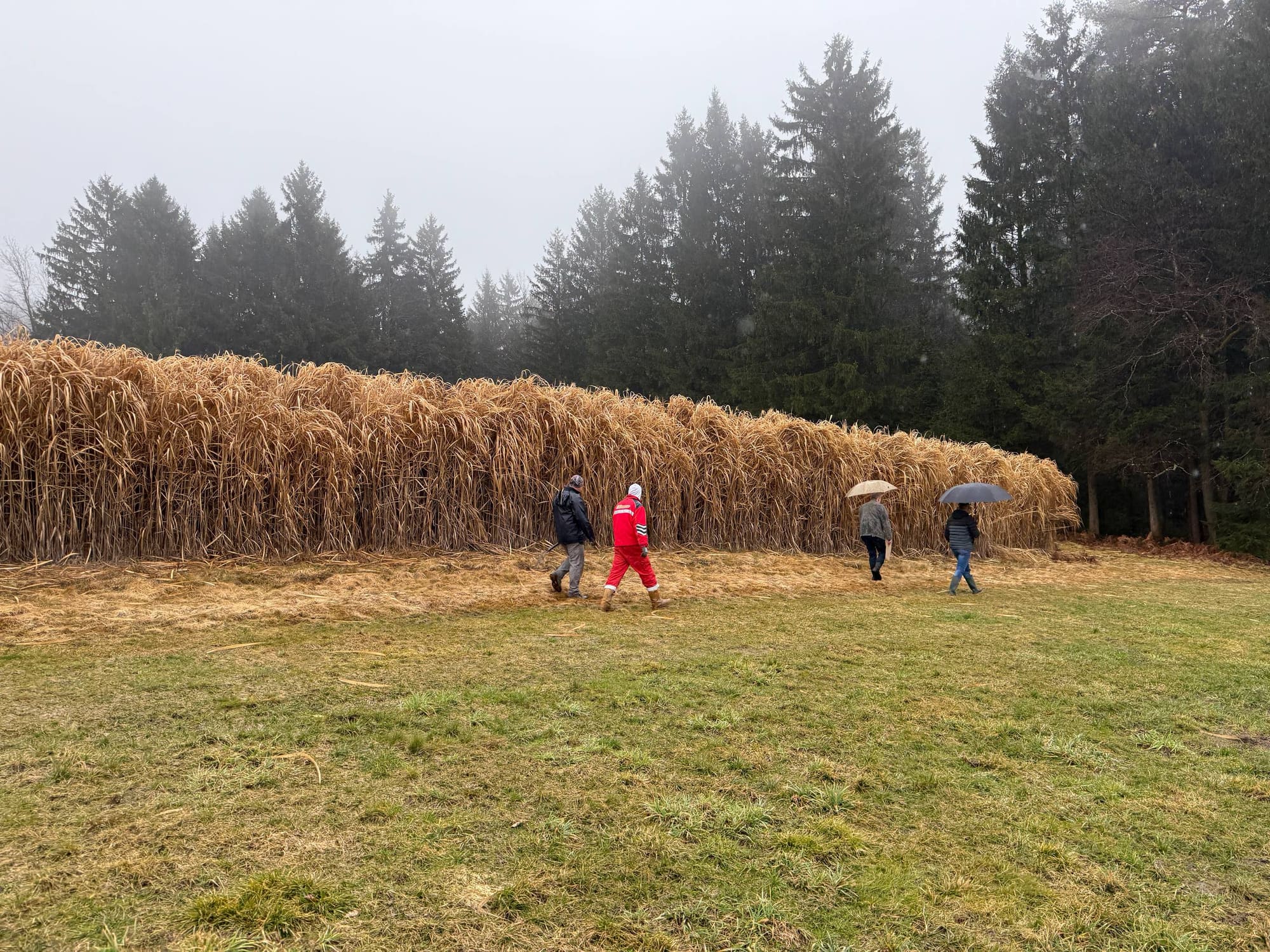 Our miscanthus plantation